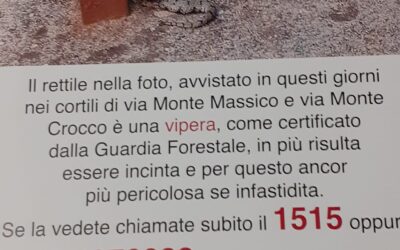 IL SERPENTE FOTOGRAFATO NEL CORTILE DEL TUFELLO E’ UNA VIPERA