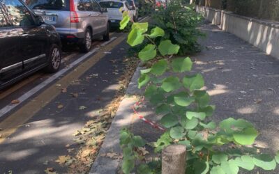CICLABILI ORMAI E’ UN OSSESSIONE CAPITOLINA