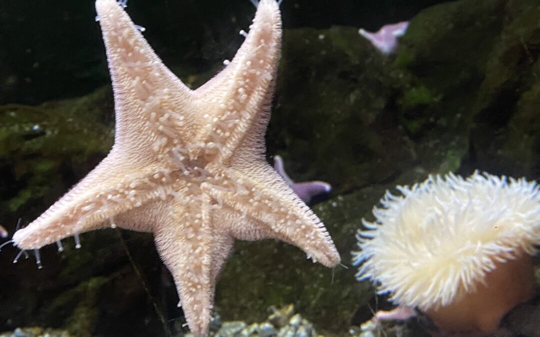ACQUARIOVILLAGE, UN RICCO PROGRAMMA PRIMAVERILE TRA NOVITÀ E SCIENZA: DAL MEDITERRANEO PROFONDO ALLE ROTTE DEI DELFINI