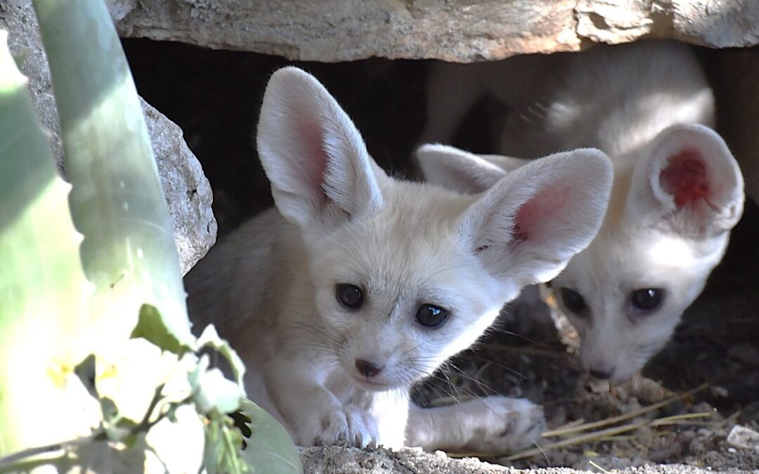 AL BIOPARCO DI ROMA SONO NATI CINQUE FENNEC