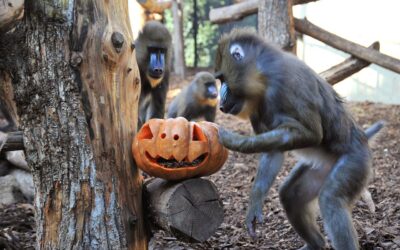 ZUCCHE AGLI ANIMALI SABATO 31 OTTOBRE 2026 AL BIOPARCO